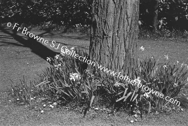 ST EDMONDSBURY HOSPITAL GROUNDS